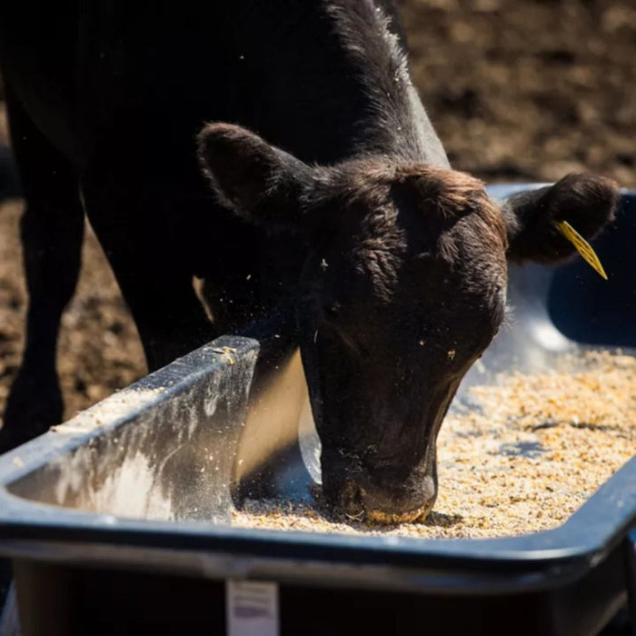 Steel Bunk Feeder for Cattle, 10ft Feeder Trough
