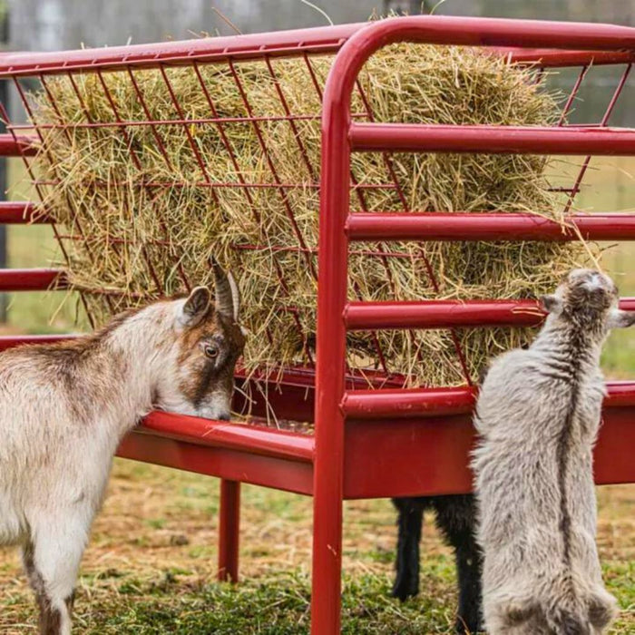 Steel Goat Hay and Grain Feeder, 4 Flakes 2 Gallon Grain Capacity