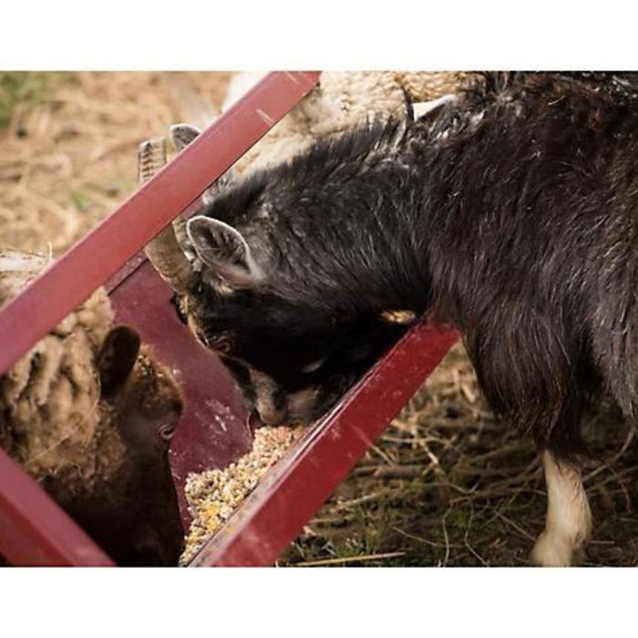 Steel Goat Trough Feeder, 4ft Grain Feeder