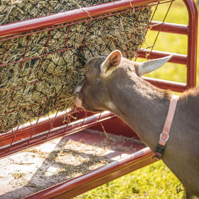 Steel Goat Hay and Grain Feeder, 4 Flakes 2 Gallon Grain Capacity